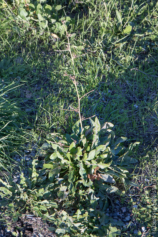 shoreline park